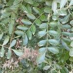 Sophora secundiflora Blatt