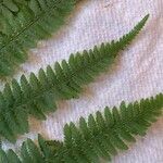 Athyrium filix-feminaLeaf