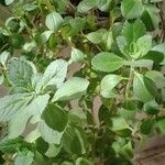 Plectranthus ornatus Leaf