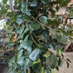 Ficus natalensis Fuelha