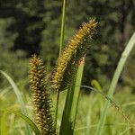 Carex utriculata Φρούτο