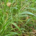 Brachypodium sylvaticum Blad