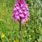 Anacamptis pyramidalisΛουλούδι