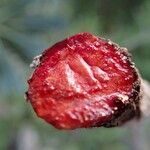Cocconerion balansae Fruto