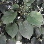 Alnus cordata পাতা