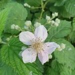 Rubus armeniacusFlower