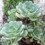 Aeonium castello-paivae Vivejo