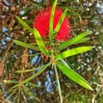 Callistemon citrinusफूल