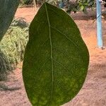 Tabebuia roseoalba Blatt