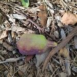 Ficus assamica Fruit