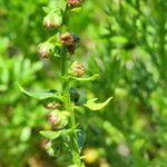 Artemisia michauxiana Flower
