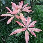 Pieris japonica ഇല