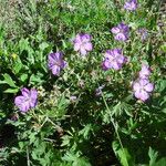 Geranium viscosissimum Kukka