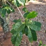 Annona muricata Leaf