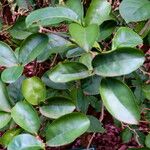 Brunfelsia uniflora Leht