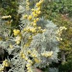 Artemisia arborescens Цвят