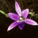 Brodiaea elegans Flower