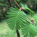 Metasequoia glyptostroboides Hoja