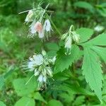 Hydrophyllum virginianum Flower