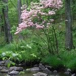 Rhododendron periclymenoides ᱛᱟᱦᱮᱸ