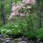 Rhododendron periclymenoides Alkat (teljes növény)