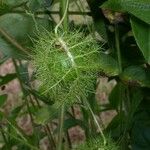 Passiflora foetida Anders