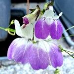 Collinsia heterophylla Cvet