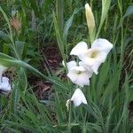 Gladiolus × hybridus Flower