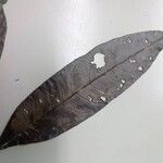 Talisia carinata Leaf
