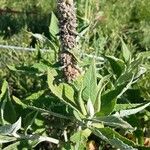 Buddleja stachyoides Yaprak