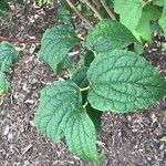 Philadelphus henryi