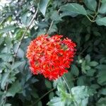 Silene chalcedonica 花