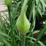 Allium siculum Blomma