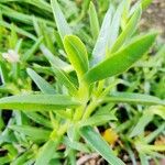 Carpobrotus edulisপাতা