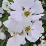 Exochorda × macrantha Flower