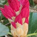 Rhododendron argyrophyllum Övriga