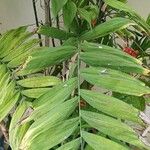 Chamaedorea microspadix List