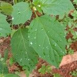 Physalis angulata Leaf