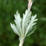 Potentilla inclinata List