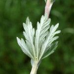 Potentilla inclinata Leaf