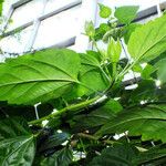 Hibiscus rosa-sinensis Blad