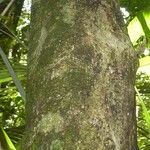 Chrysophyllum sparsiflorum Corteza