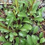 Leucanthemum adustum Blad