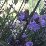 Salvia × auriculata