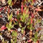 Carpobrotus edulisFolio