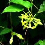 Telosma cordata Flower