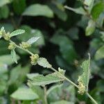 Waltheria indica Habit