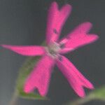 Velezia rigida Flower