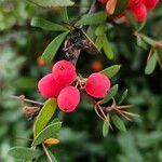 Berberis aggregataFruit