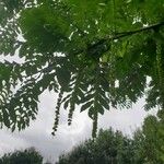 Pterocarya fraxinifoliaФрукт